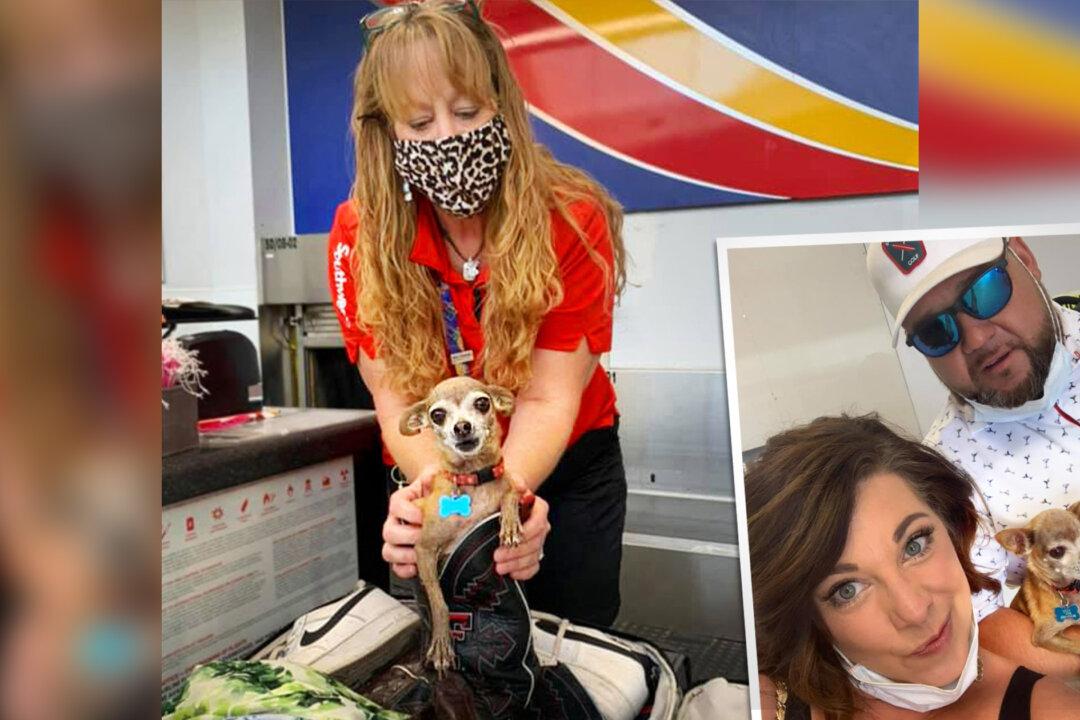 Couple Flying to Vegas Shocked to Find Their Chihuahua Hiding Inside Suitcase at Luggage Counter