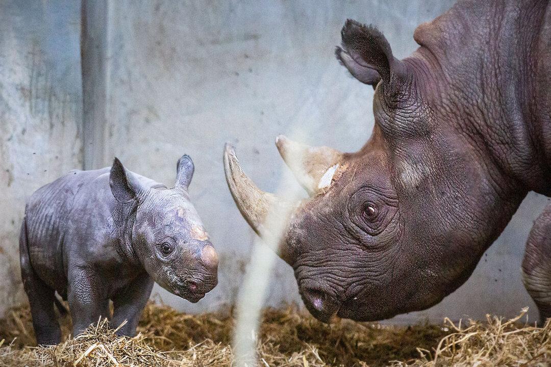 Adorable Photos Show Critically Endangered Baby Eastern Black Rhino Born to Mom at British Zoo
