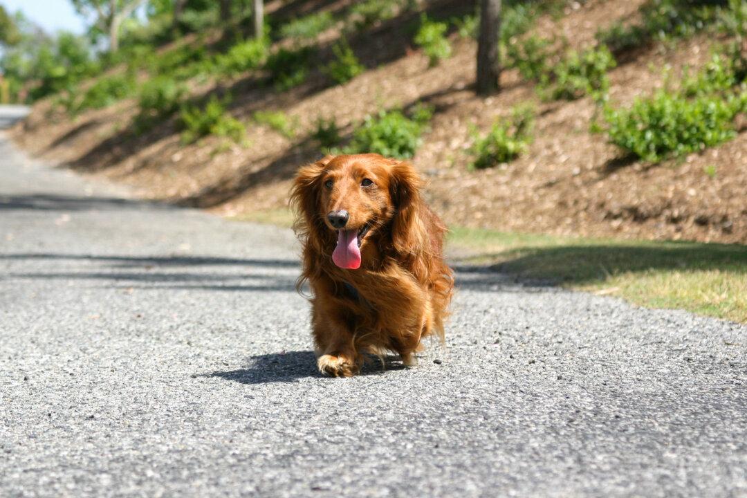 ‘Potentially Fatal’ Dog Heartworm Detected in Mosquitoes in Orange County