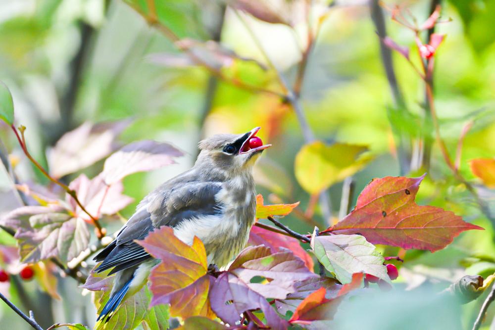 Wilted Trees and Finicky Birds