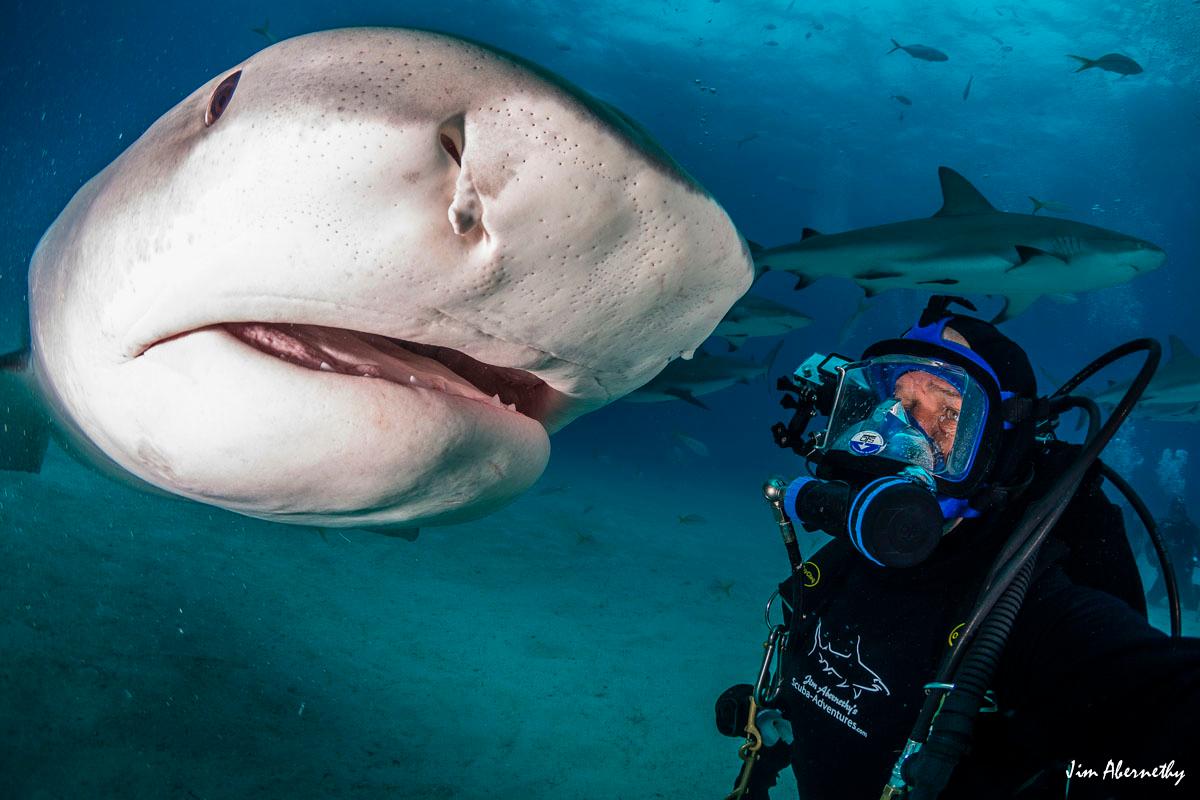 A close-up encounter between Jim Abernethy and Emma the 15-foot tiger shark in the Bahamas. (Courtesy of <a href="https://www.facebook.com/profile.php?id=100044412130315">Jim Abernethy</a>)