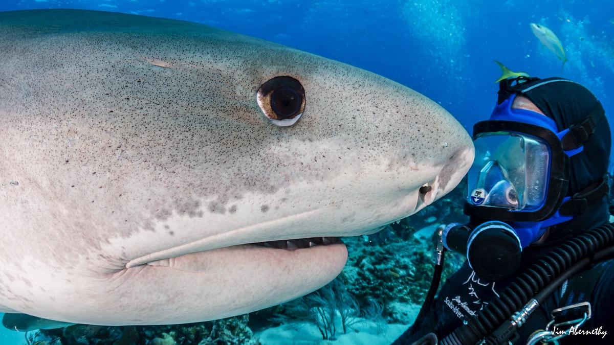 Jim takes a selfie with the 15-foot-long tiger shark. (Courtesy of <a href="https://www.facebook.com/profile.php?id=100044412130315">Jim Abernethy</a>)