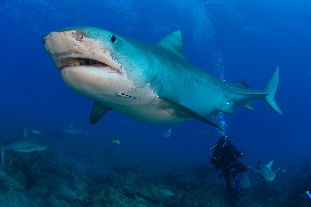 Emma and a diver. (Courtesy of <a href="https://www.facebook.com/profile.php?id=100044412130315">Jim Abernethy</a>)