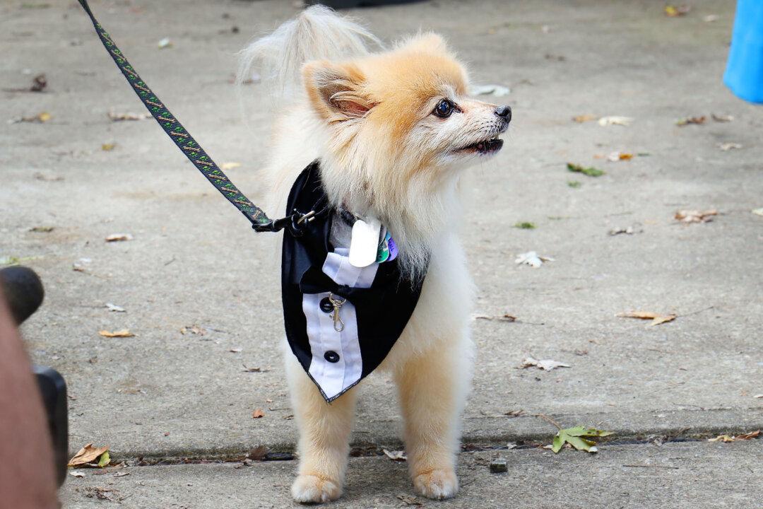 3-Legged Dog Tater Tot Credited for Helping Nurse Save Drowning 76-Year-Old Dog Owner