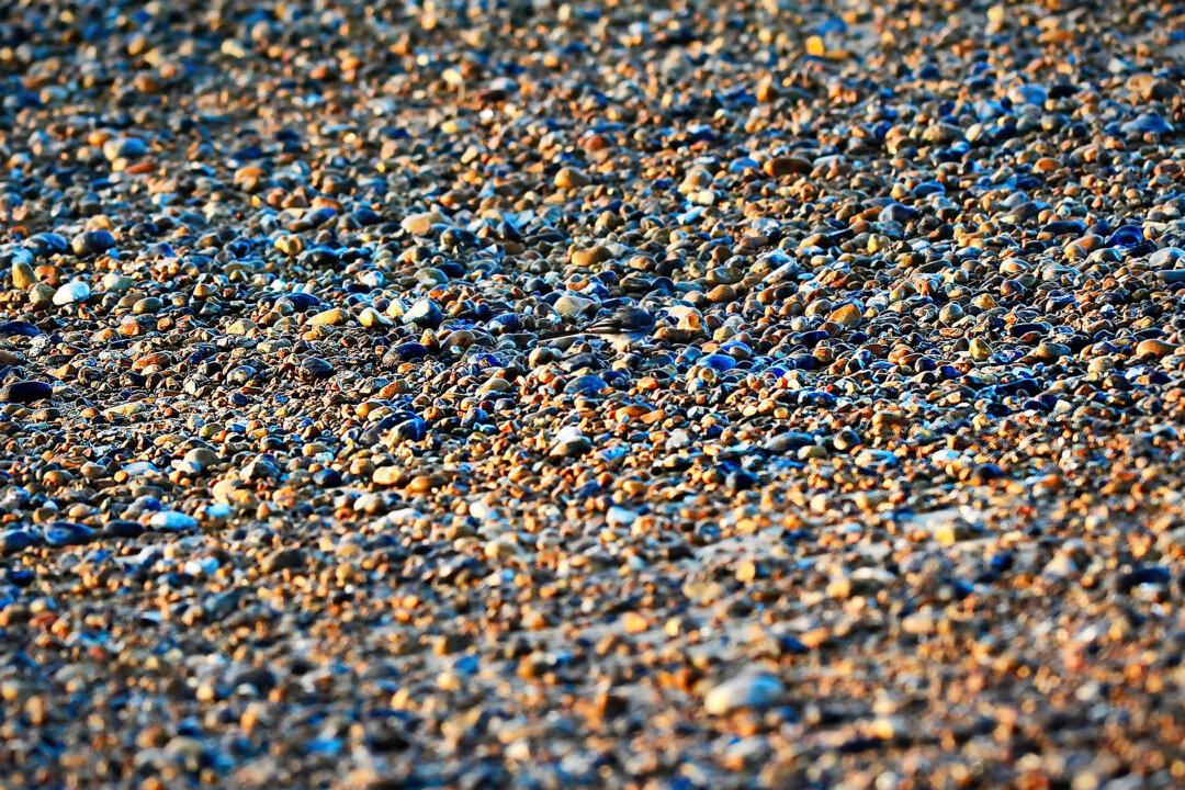 Can You Spot the Bird Camouflaged in This Pebble Beach Scene (And Identify What Species It Is)?