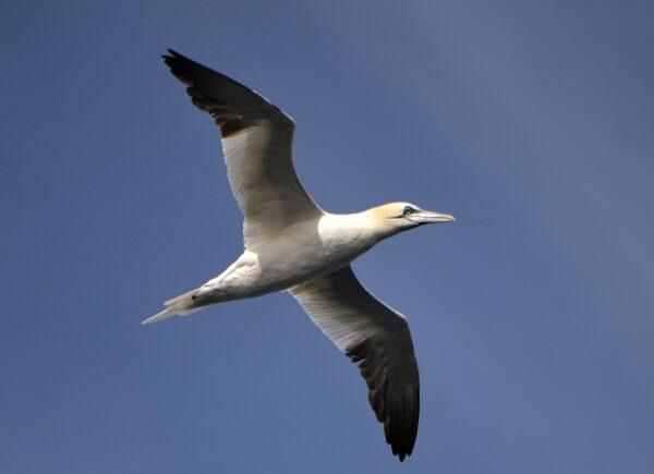 Seabirds provide useful signals of changes and shifts further down the food chain. (Miguel Medina/Getty Images)