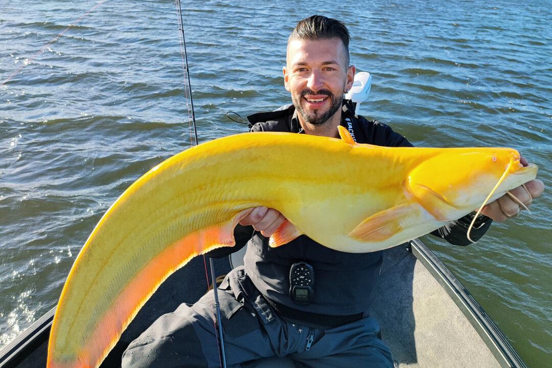 German Fisherman Catches Ultra-Rare Bright-Yellow Catfish That Looks Like Giant Banana