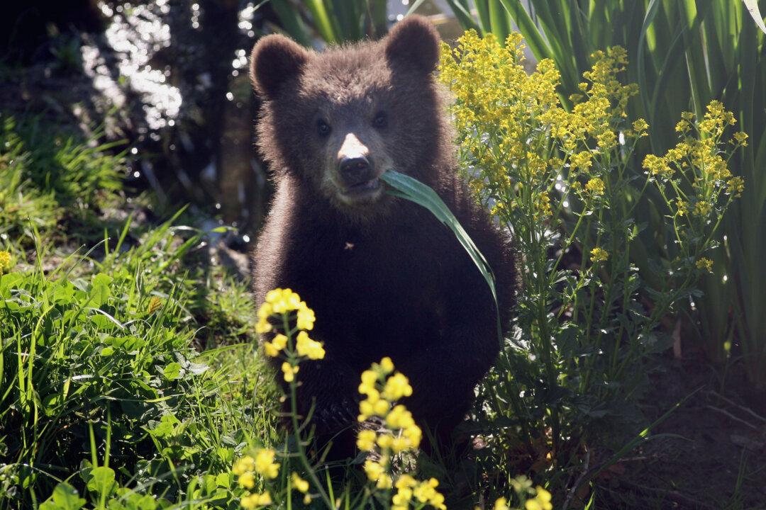 Orphaned Bear Cubs Making Progress In Returning To Wild: Humane Society