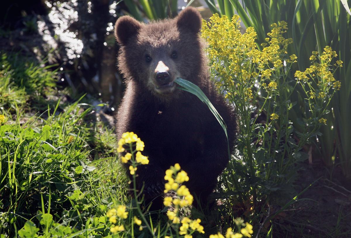 Orphaned Bear Cubs Making Progress In Returning To Wild: Humane Society