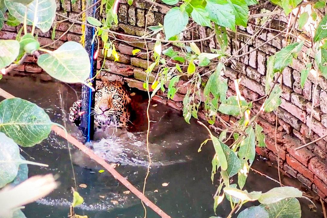 Farmer Finds Fallen Leopard Drowning in Deep Well in India—Until Trap Lowered to Save Him