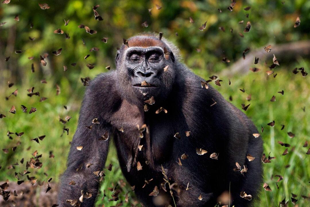 Nature Photographer Wins Grand Prize for Gorilla ‘Joyfully’ Walking Through a Cloud of Butterflies