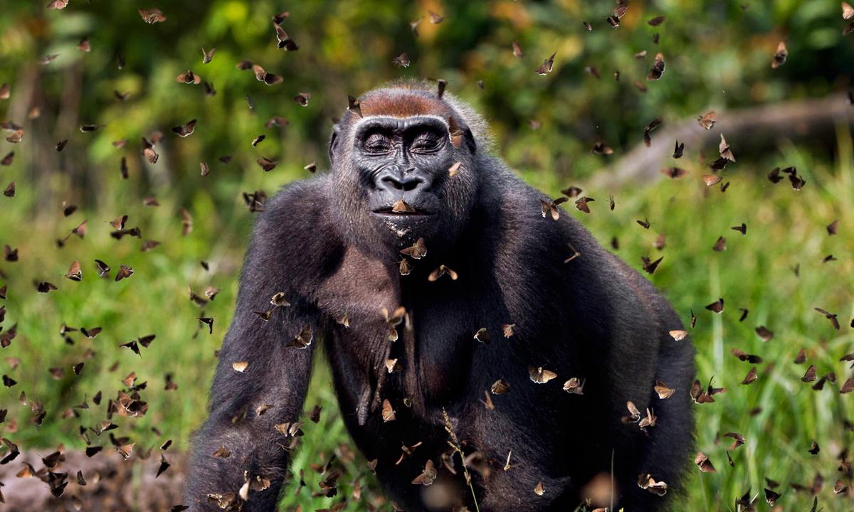Nature Photographer Wins Grand Prize for Gorilla ‘Joyfully’ Walking Through a Cloud of Butterflies
