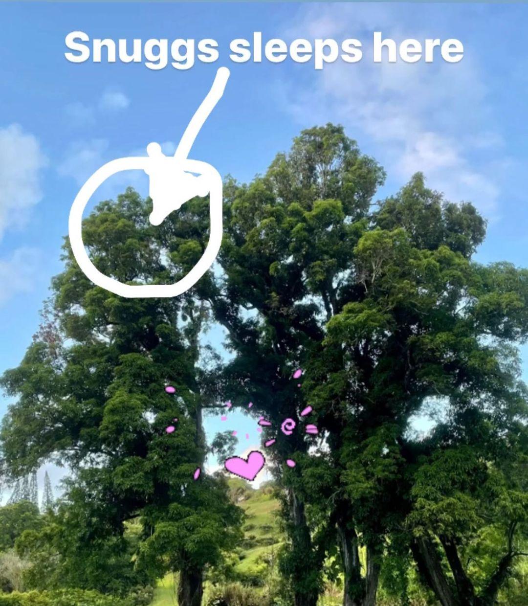 (Courtesy of <a href="https://www.instagram.com/mrbabysnuggles/">Carol Dumeyer</a>)
