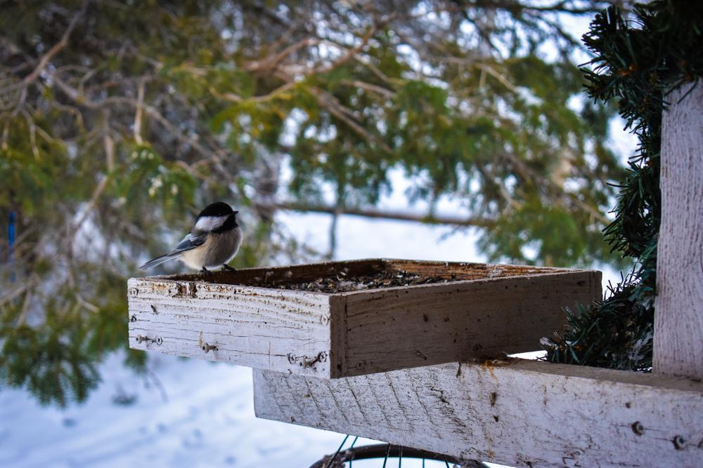 Preparing for Winter Bird Feeding—and Watching