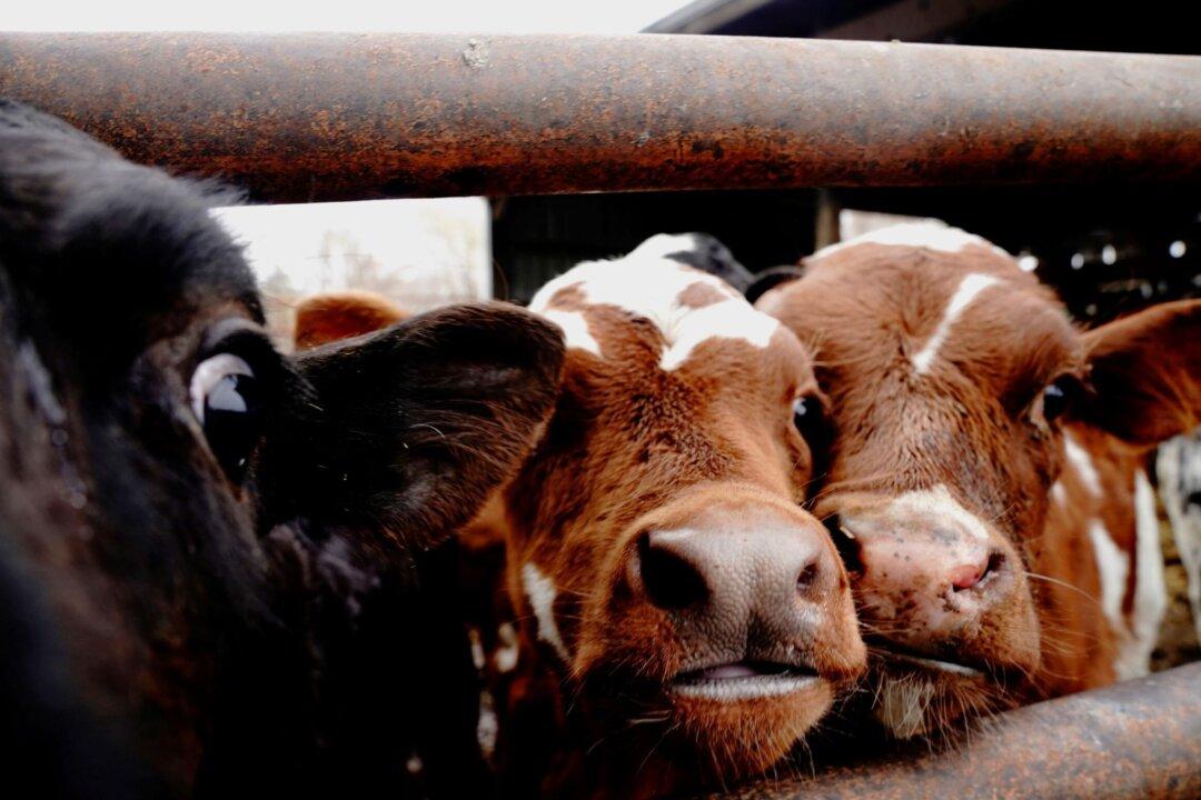 US Farmers in Midwest Forced to Dump Excess Milk Amid Waning Demand, Oversupply: Report