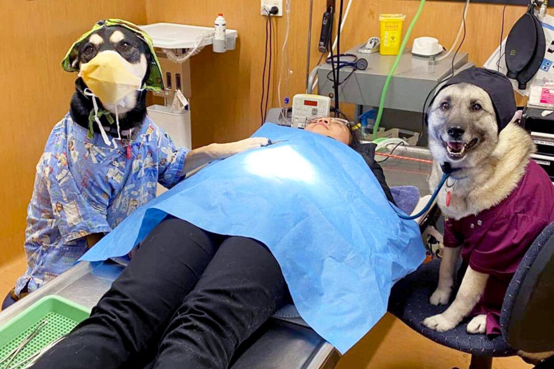 Vet Nurse Who Helps Save Animals’ Lives Wins ‘Dogs at Work’ Contest With Hilarious Photo