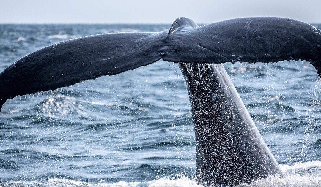 Whales Love Shiba Inu: Top 1,000 Ethereum Wallets Hold $2.36 Billion SHIB