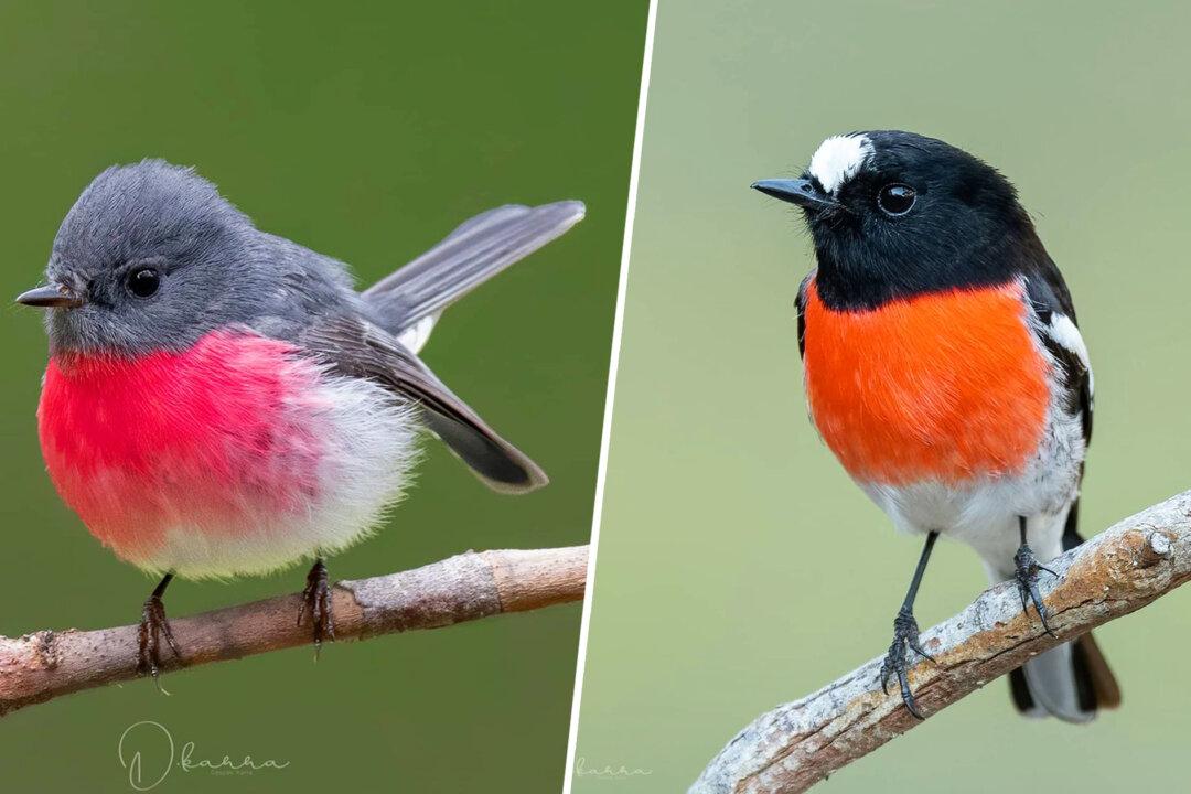 Australian Photographer Snaps Robins Sporting Every Color of the Rainbow Down Under