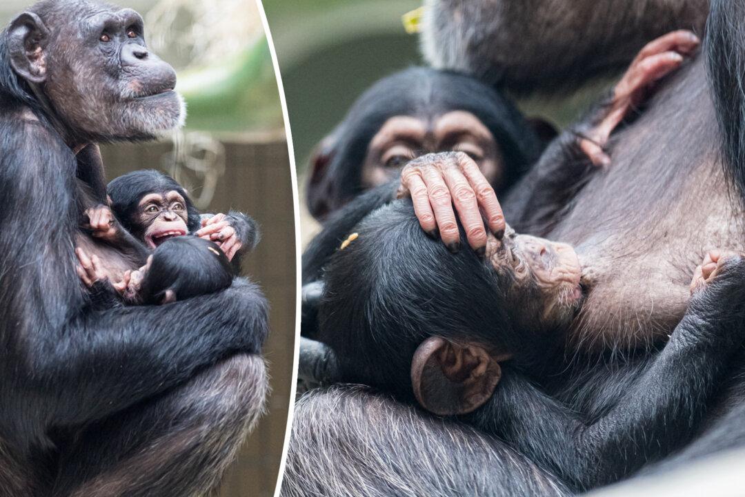 Video Shows Tender Adoption of Baby Chimpanzee by His Aunt After Mom’s Mystery Sickness