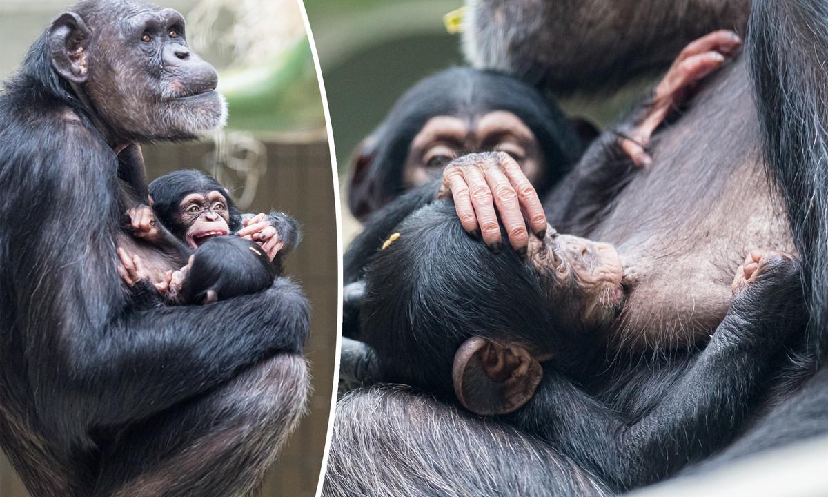 Video Shows Tender Adoption of Baby Chimpanzee by His Aunt After Mom’s Mystery Sickness