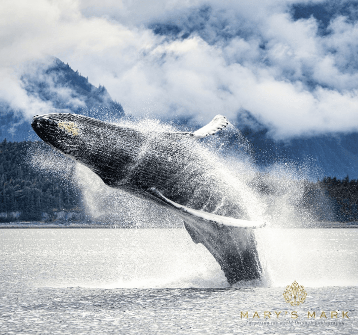 (Courtesy of <a href="https://www.facebook.com/marysmarkphotography/">Mary's Mark Photography</a>)