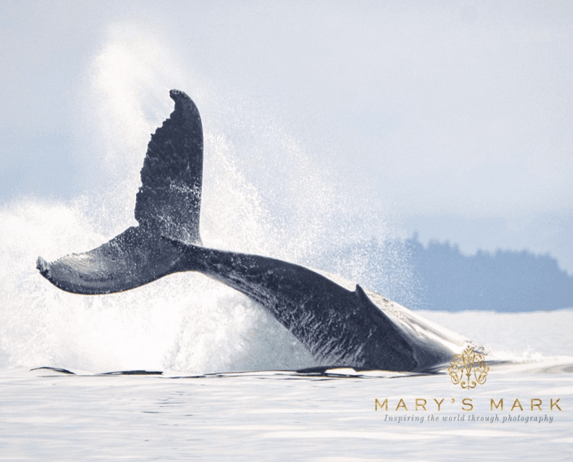 (Courtesy of <a href="https://www.facebook.com/marysmarkphotography/">Mary's Mark Photography</a>)