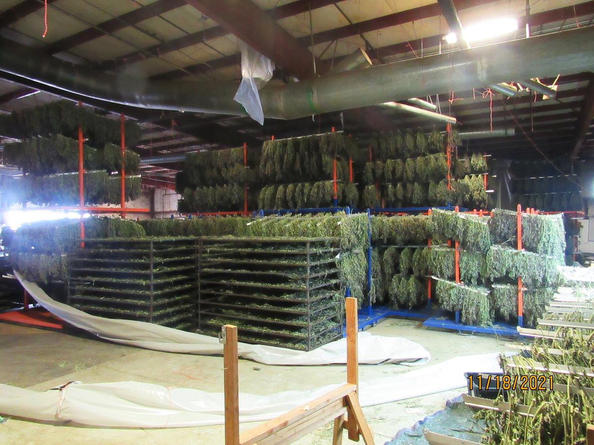 250 Tons of Illegal Marijuana Seized From Cartel Grow Operation in Oregon