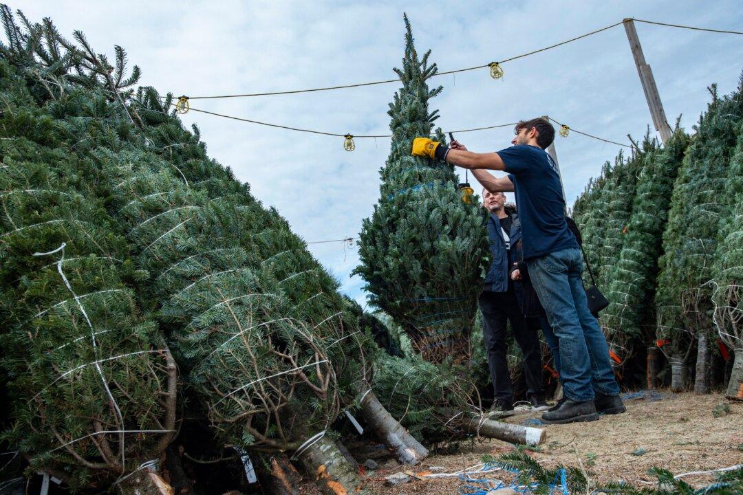 Christmas Trees Will Cost Up To 30 Percent More This Year