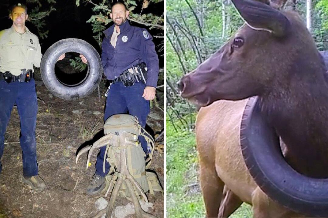 Wildlife Officers Spot Elk With Tire Around Its Neck for 2 Years, Remove Rubber Burden Finally