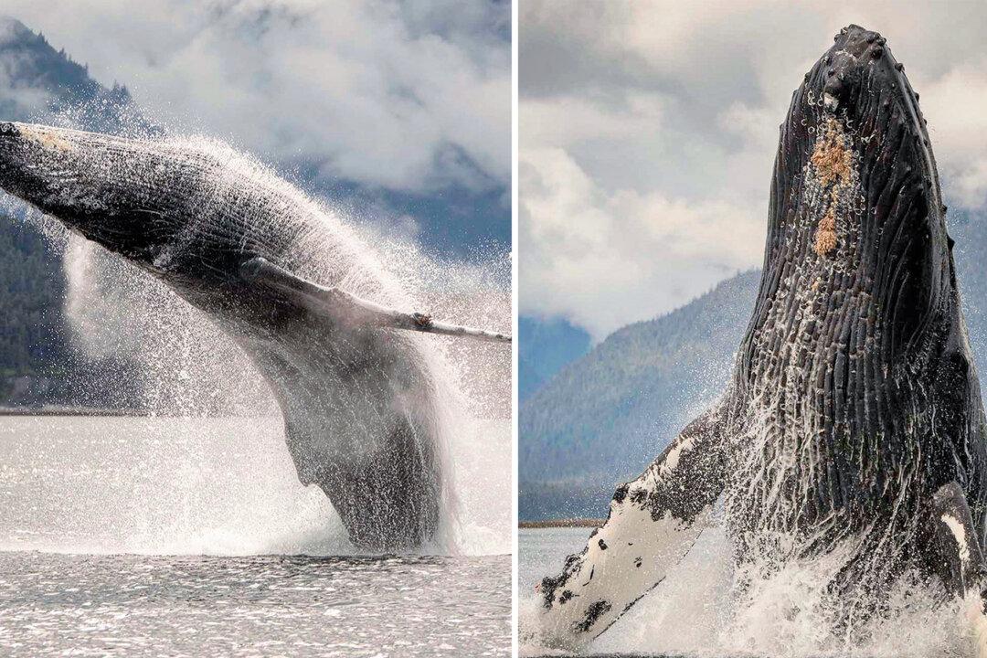 Woman Leaves Corporate Life to Snap Breathtaking Shots of Humpback Whales Breaching in Alaska