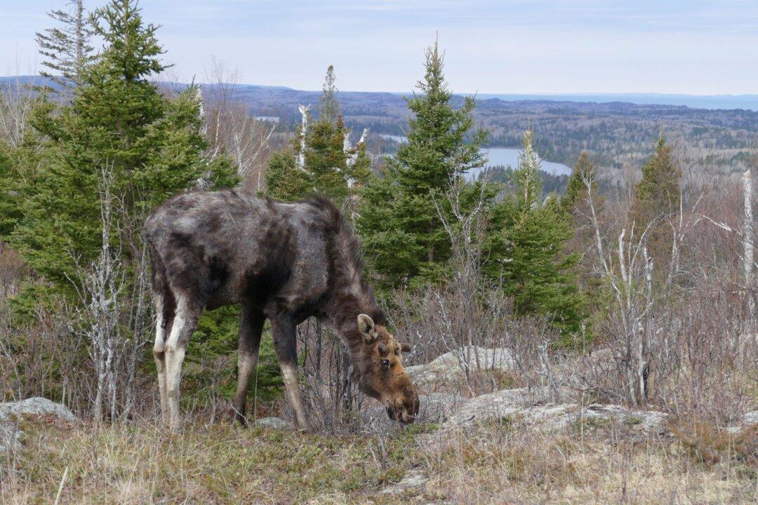 Warmer Summers Worsen Tick Infestations for US Moose: Study