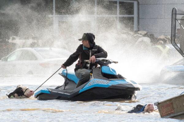 Cows that were stranded in a flooded barn are rescued after rainstorms lashed areas of B.C., on Nov. 16, 2021. (Reuters/Jennifer Gauthier)