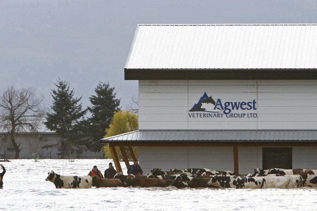 ‘They Gave Everything They Had’: How BC Residents Helped Each Other Amid the Flood Crisis