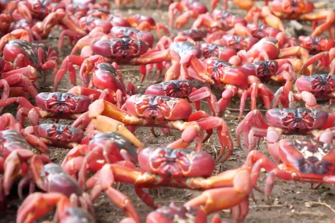 Tens of Millions of Red Crabs Form Scarlet Sea as They Migrate Across Christmas Island to Spawn in Ocean
