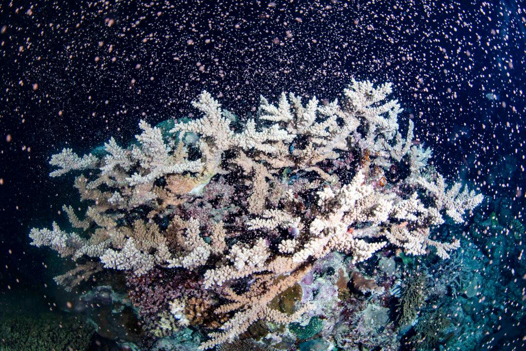 Ancient Reef ‘Hidden in Plain View’ Discovered in Australian Desert