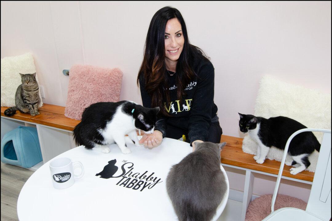 New York Cat Lovers Think These Cafes Are Purr-tacular!