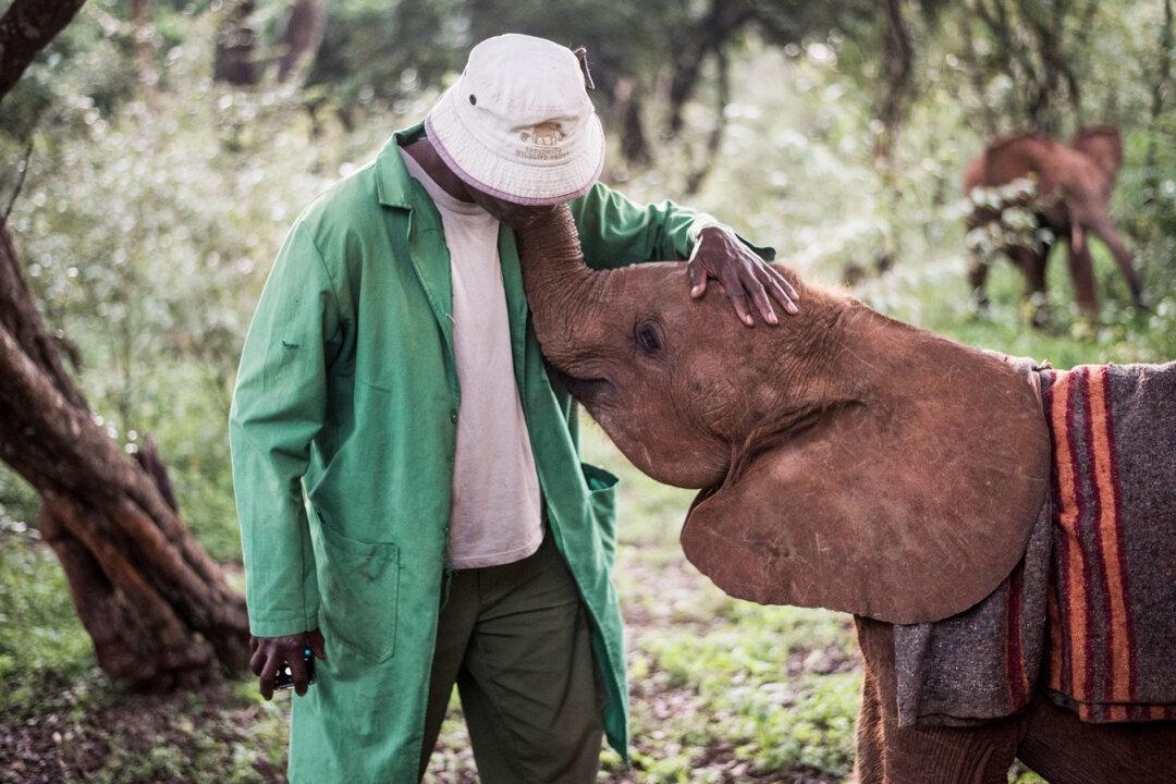 Photos: The Fun-Filled Emotional Bond Between Orphaned Elephants and Caregivers