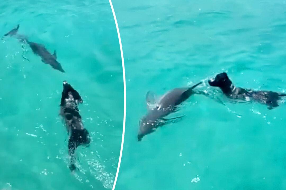 Wild Dolphin, 40, Introduces His Calf to Dog Who Has Been His Best Friend for 7 Years