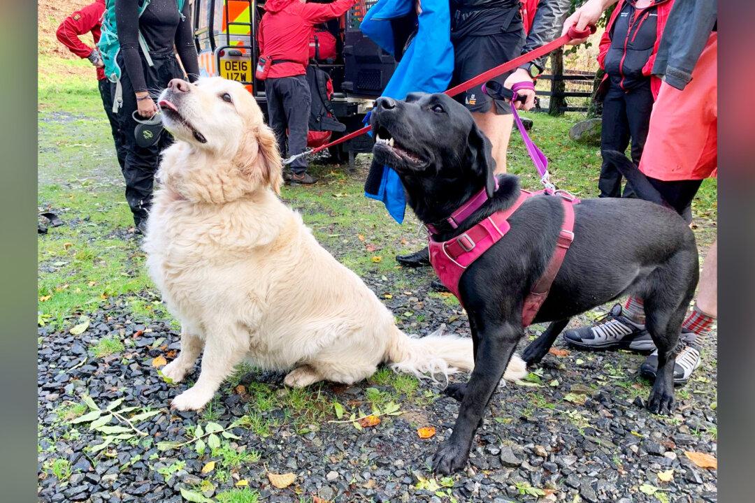 Elderly Man Walking 2 Dogs Suffers Seizure—Then Black Lab Rushes to Bring Hiker to Save His Life