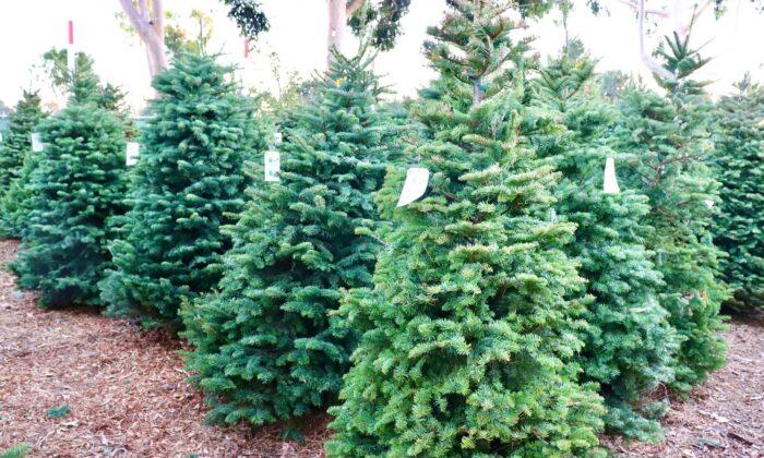Price of Christmas Trees Rising as Inflation Hits Home