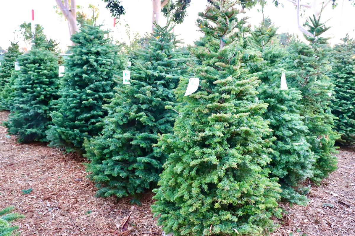 Orange County Christmas Tree Farms Face Short Supply