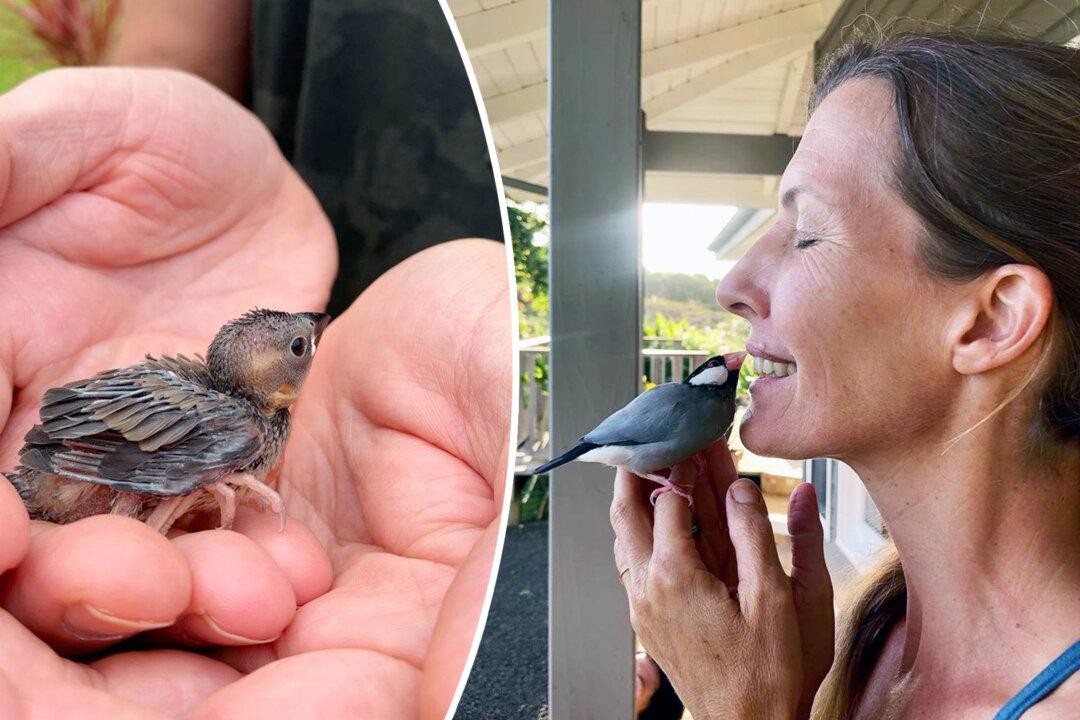 VIDEO: Woman Saved a Baby Java Sparrow Found on the Ground; Now He Visits to Sing to Her