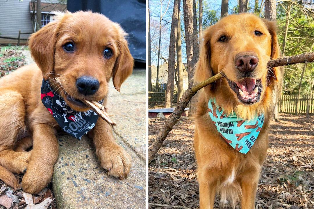 Video: Try Not to Laugh at Dog’s Funny Obsession With Carrying Huge Sticks on Walks