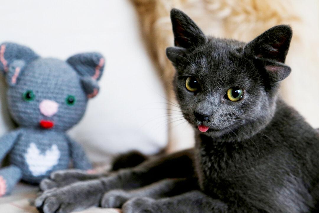 Cat Born With 4 Ears Due to Genetic Mutation Gets Adopted by Woman in Turkey