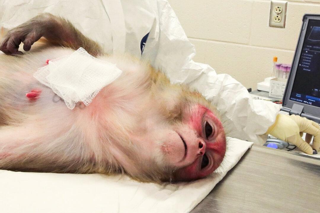 Island of Rhesus Monkeys in South Carolina Exposed as NIAID’s Source for ‘Excruciating Experiments’