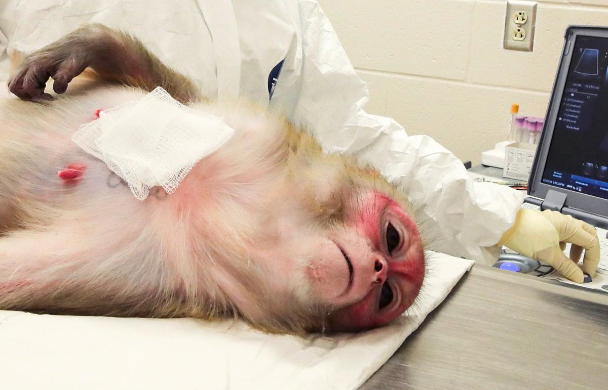 Island of Rhesus Monkeys in South Carolina Exposed as NIAID’s Source for ‘Excruciating Experiments’