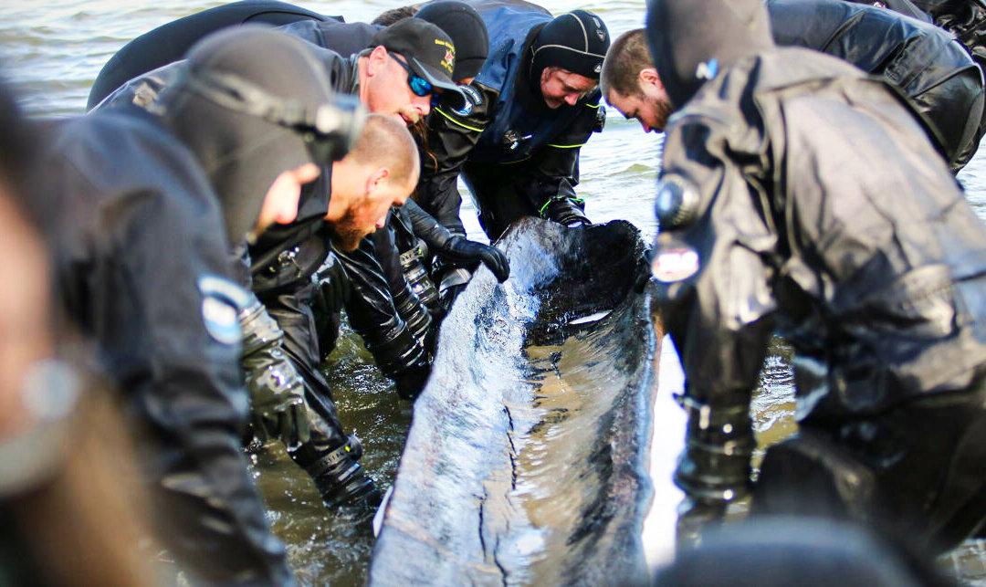 Archaeologists Pull 1,200-Year-Old Dugout Fishing Canoe From Bottom of Wisconsin Lake