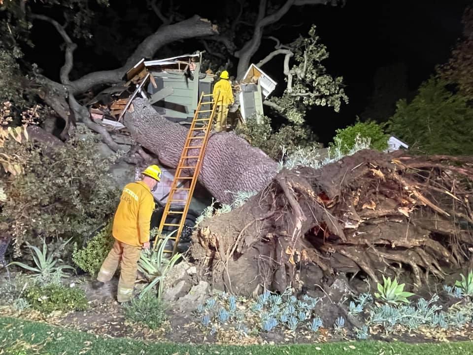 Encino Man Killed When Large Tree Toppled Onto House