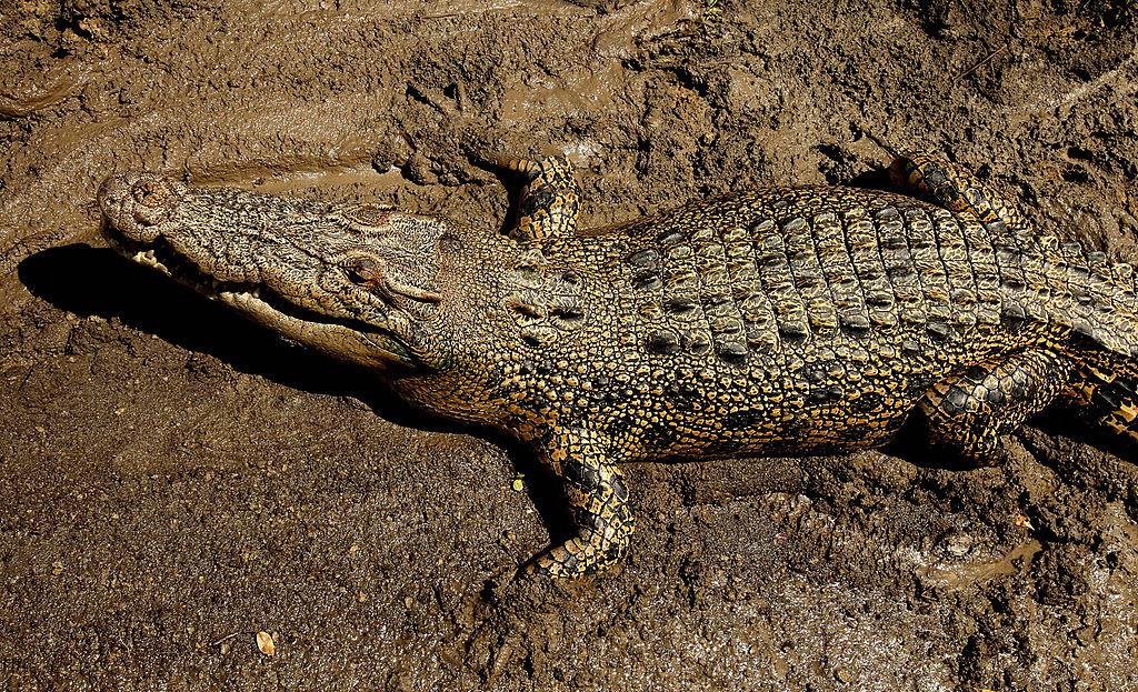 Australian Defence Faces $1.5 Million Fine After Soldiers Mauled by Croc