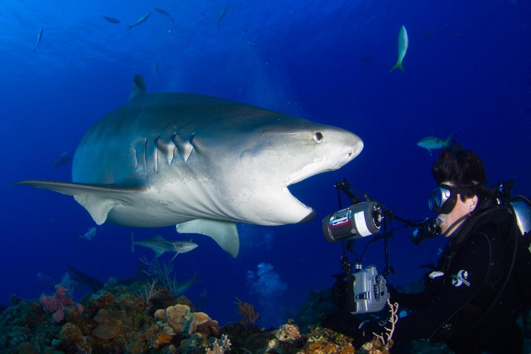 Emma "playing" with a guest diver by opening her mouth wide. (Courtesy of <a href="https://www.facebook.com/profile.php?id=100044412130315">Jim Abernethy</a>)